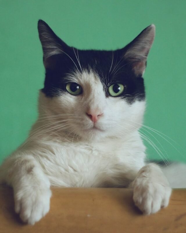 Phone photo of a black and white cat