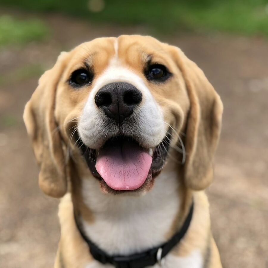 Phone photo of a smiling beagle
